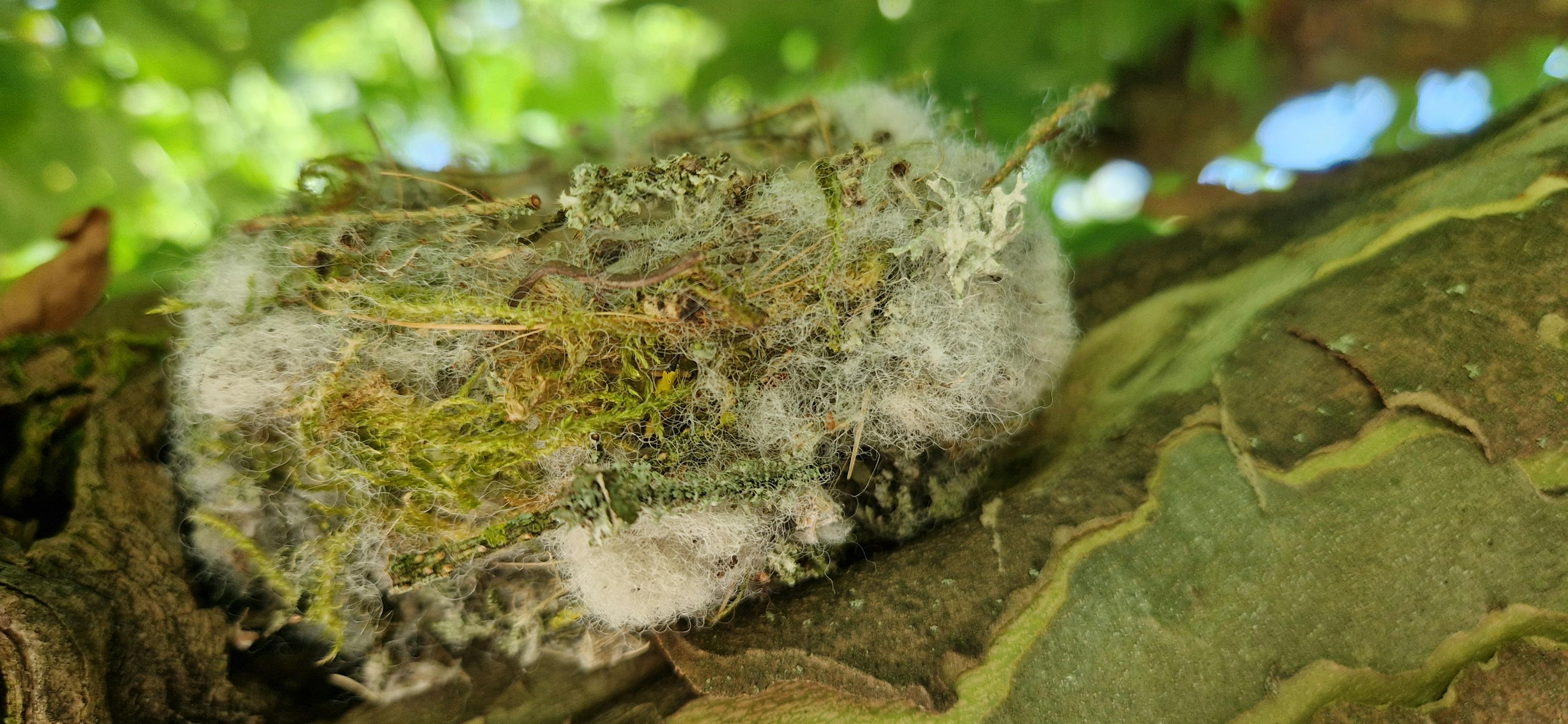 Nahaufnahme von Flauschiger Baumwollschwamm auf einem Blatt mit natürlichem Grün im Hintergrund.