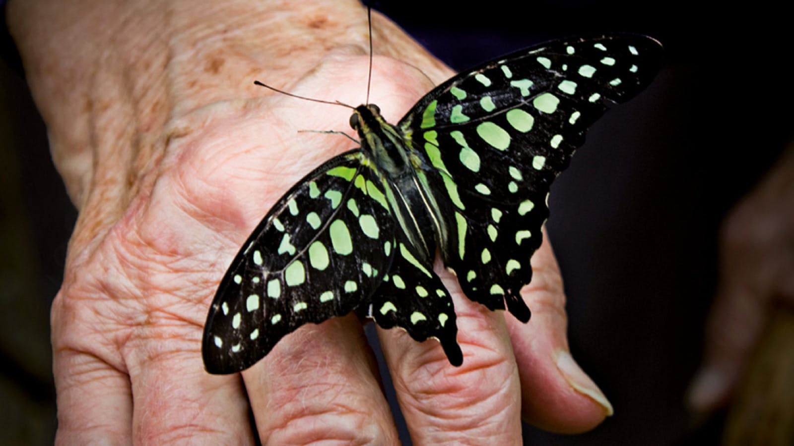 Grüner Schmetterling auf einer menschlichen Hand.